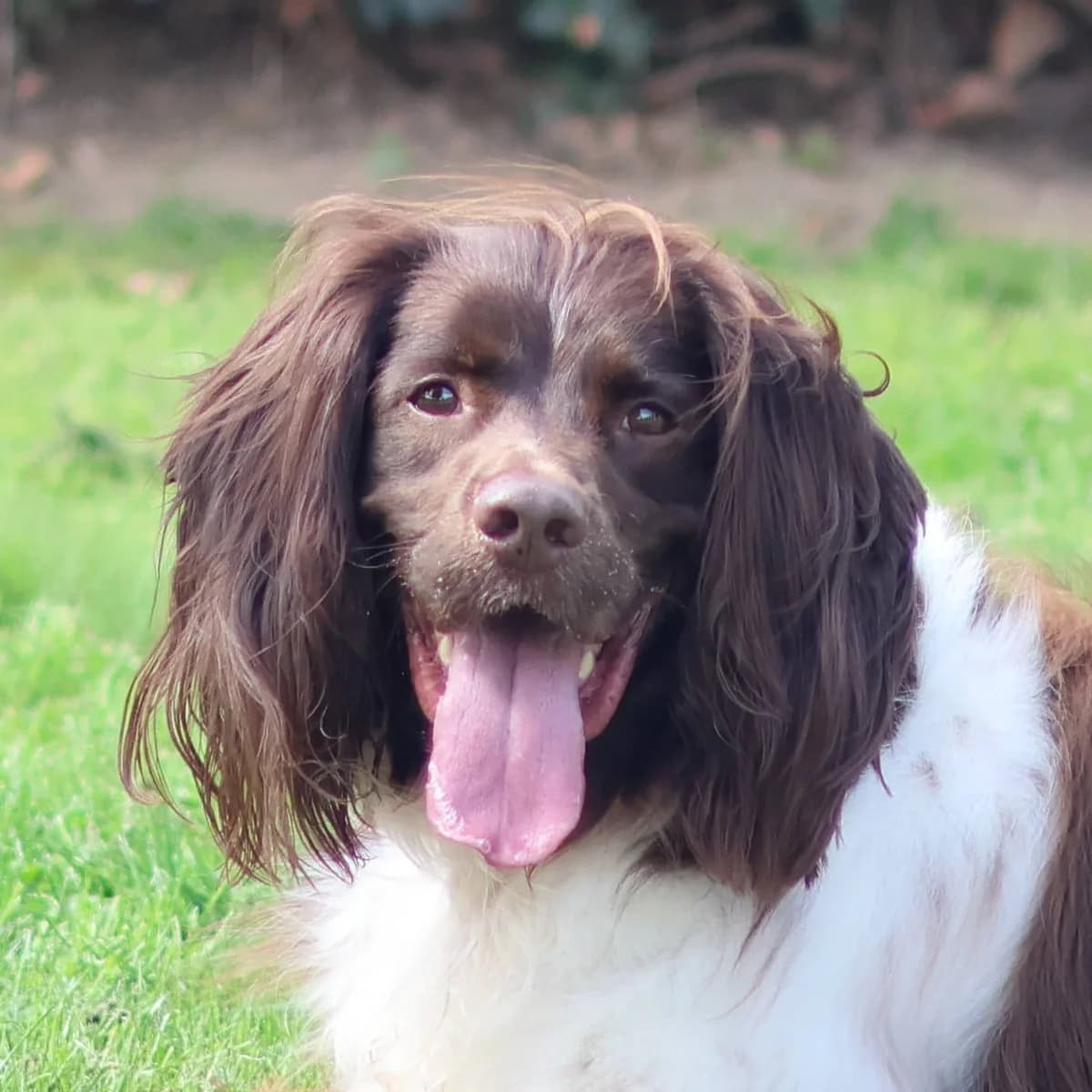 Rox, male 6yo mixed breed for adoption at Dierenasiel Sint-Truiden, Sint-Truiden