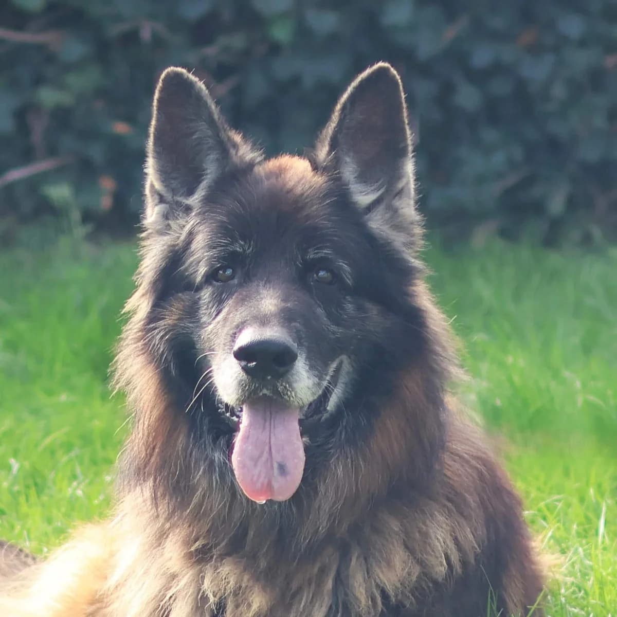 Berre, male senior mixed breed for adoption at Dierenasiel Sint-Truiden, Sint-Truiden