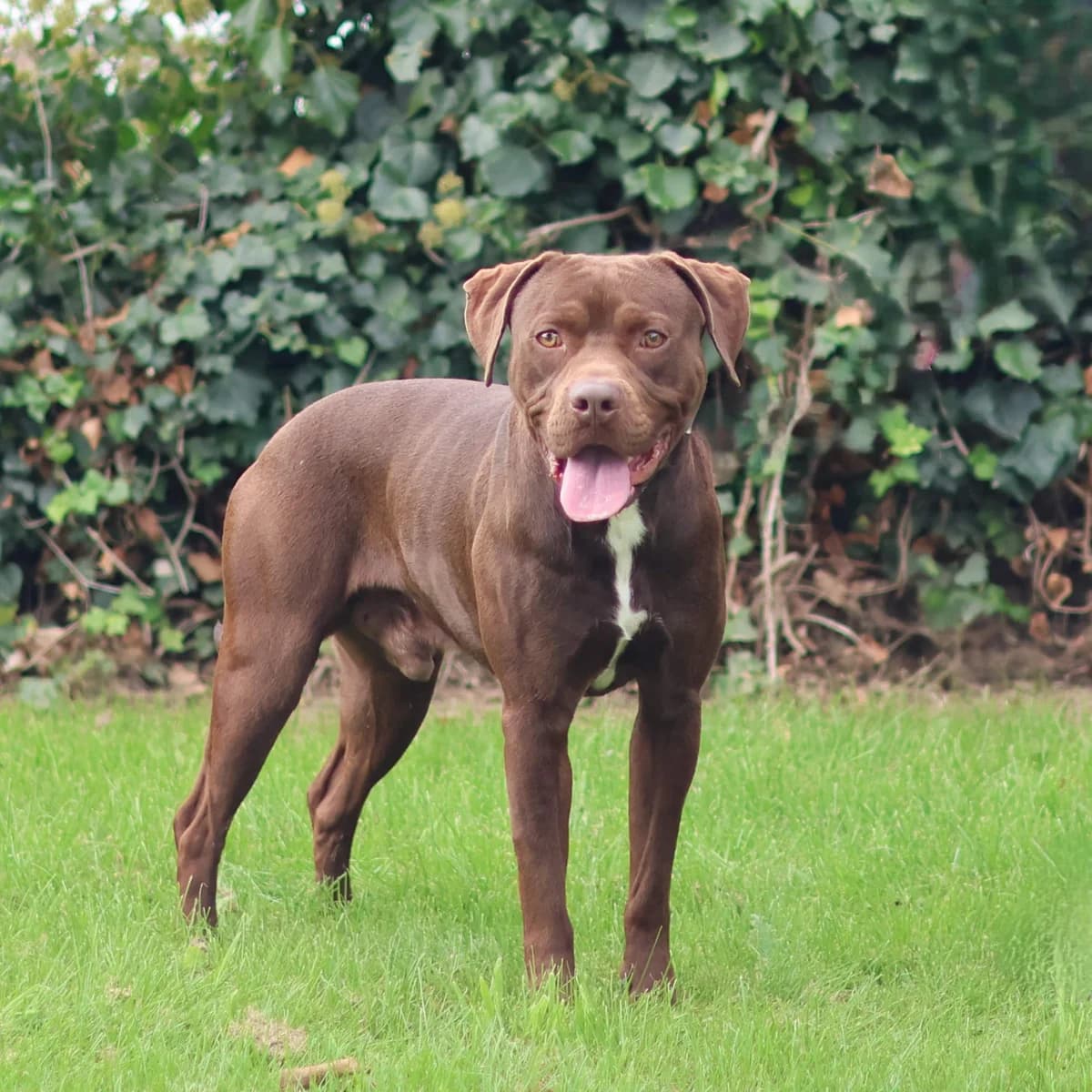 Diesel, male young Staffordshire Bull Terrier for adoption at Dierenasiel Sint-Truiden, Sint-Truiden