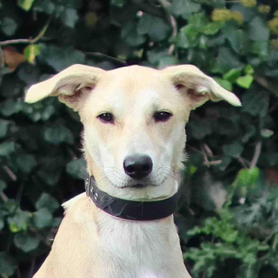 Goldie, female puppy mixed breed for adoption at Dierenasiel Sint-Truiden, Sint-Truiden