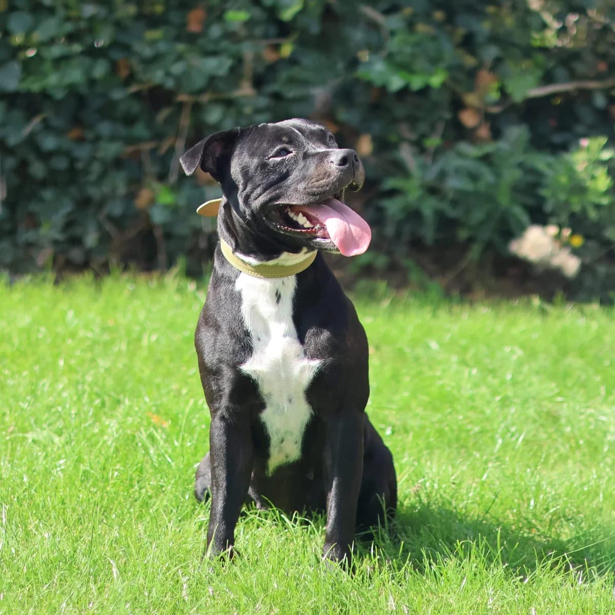 Yara, female young Staffordshire Bull Terrier for adoption at Dierenasiel Sint-Truiden, Sint-Truiden