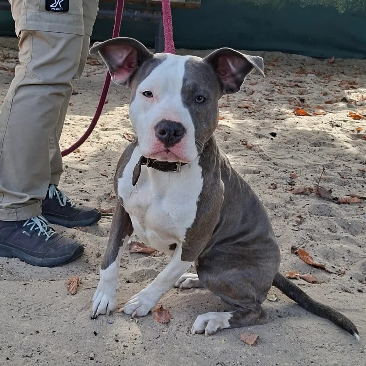 Nova, female young Staffordshire Bull Terrier for adoption at Dierenasiel Sint-Truiden, Sint-Truiden