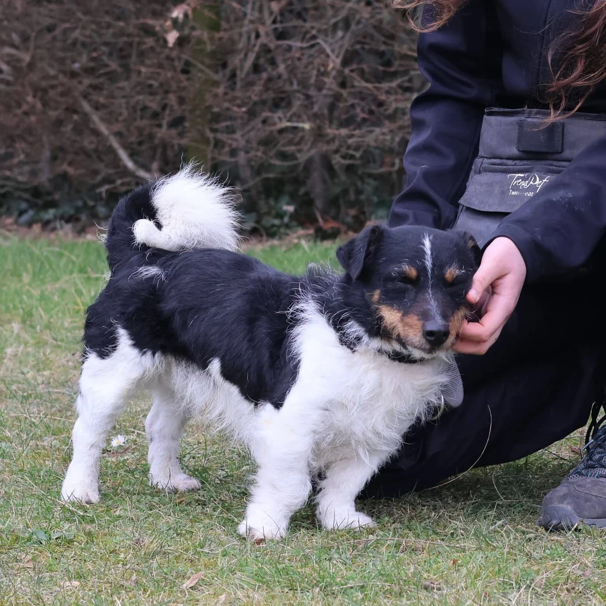 Jacky, male 5yo Jack Russell Terrier for adoption at Dierenasiel Sint-Truiden, Sint-Truiden