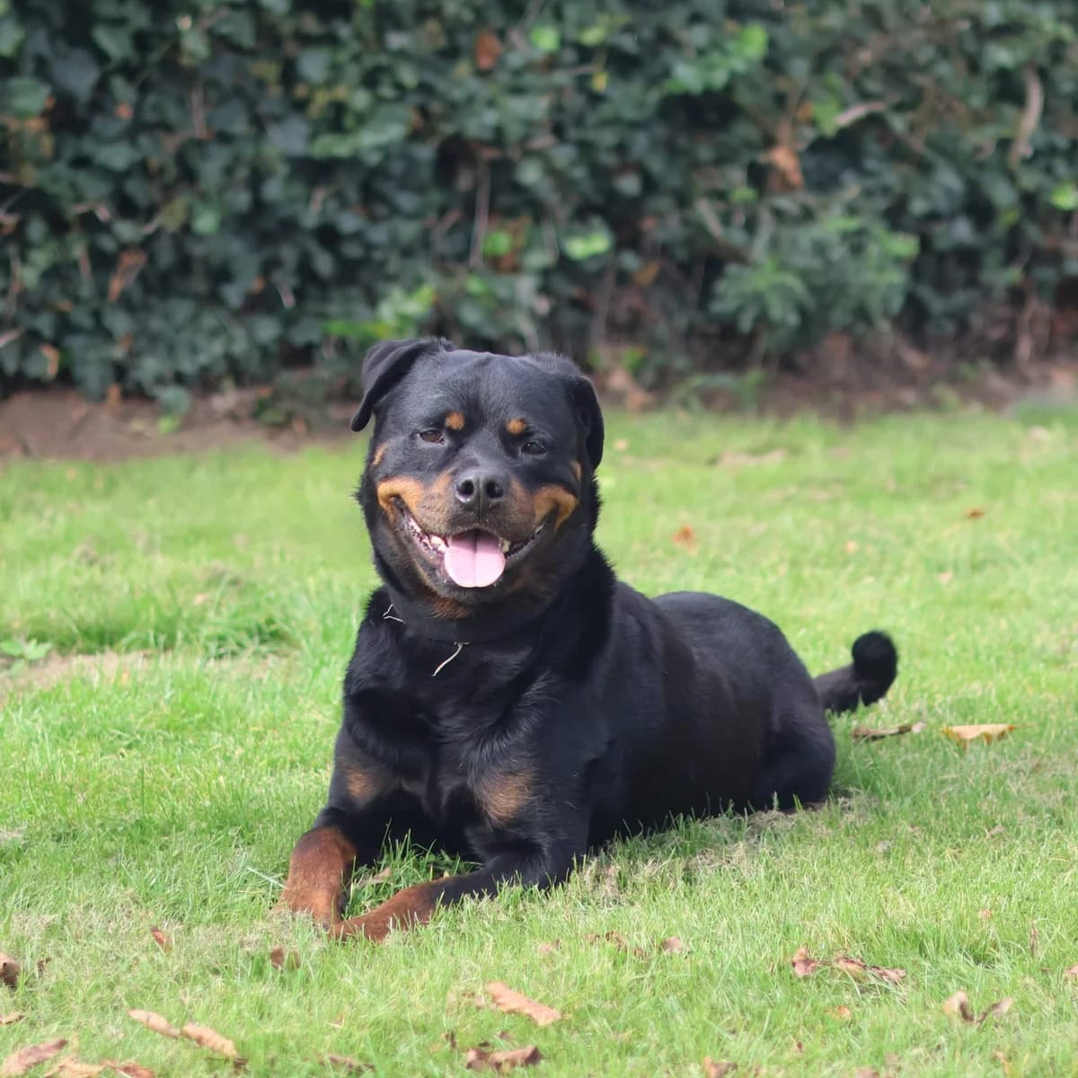 Franco, male 4yo Rottweiler for adoption at Dierenasiel Sint-Truiden, Sint-Truiden