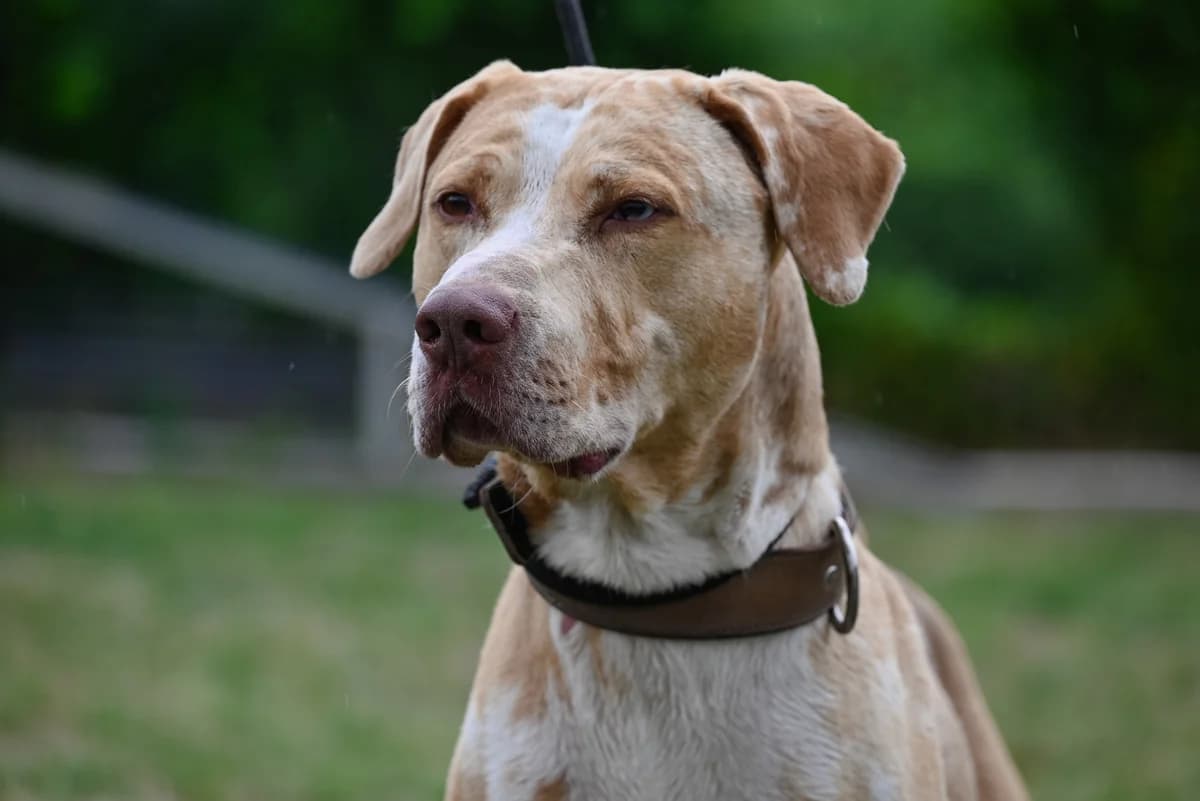 Tigger, male senior Mixed Breed for adoption at Dierenbescherming Mechelen, Mechelen