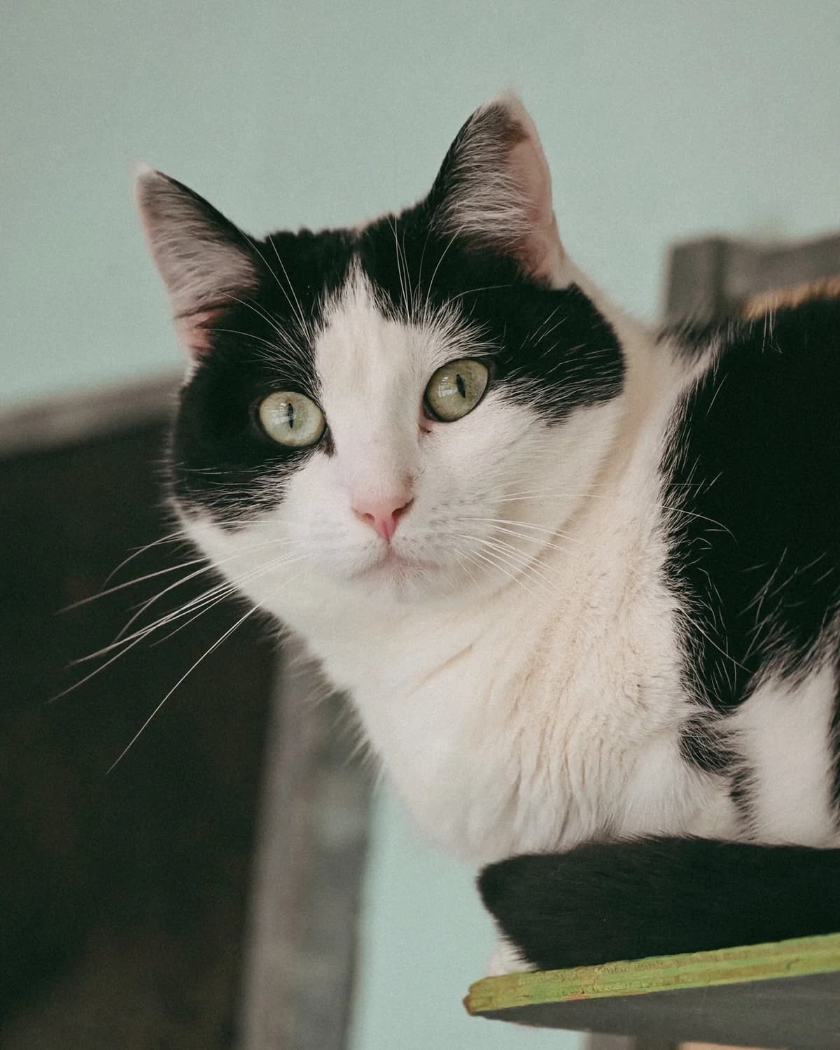 Minnie, female 5yo Mixed Breed Cat for adoption at Dierenbescherming Mechelen, Mechelen
