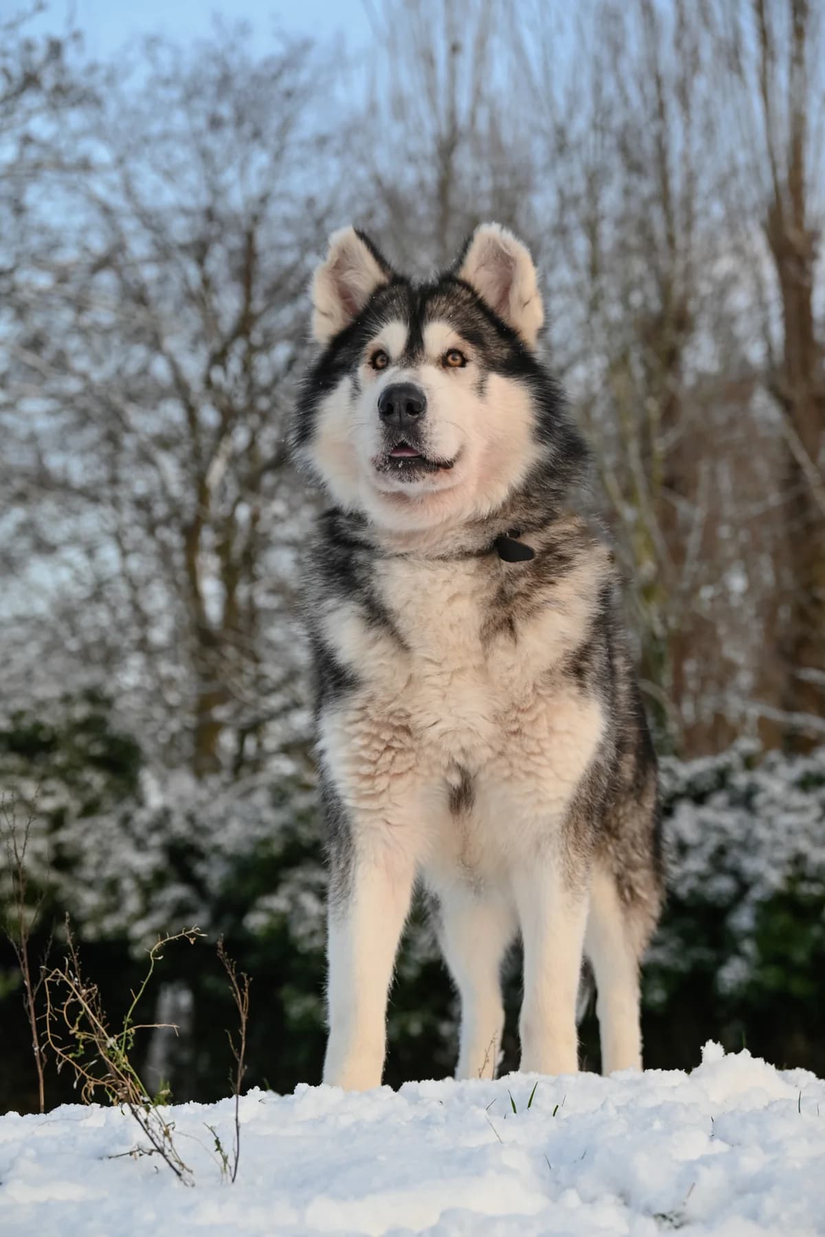 Nanuq, male 6yo Alaskan Malamute for adoption at Dierenbescherming Mechelen, Mechelen