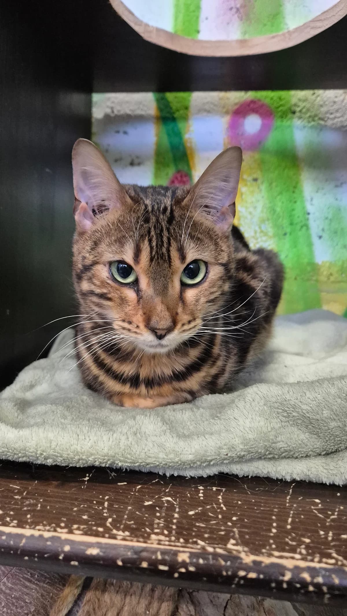 Shrek, male young Bengal for adoption at Dierenbescherming Mechelen, Mechelen
