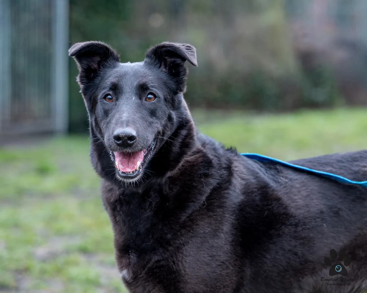 Roxy, female 3yo Mixed Breed for adoption at Dierenbescherming Mechelen, Mechelen