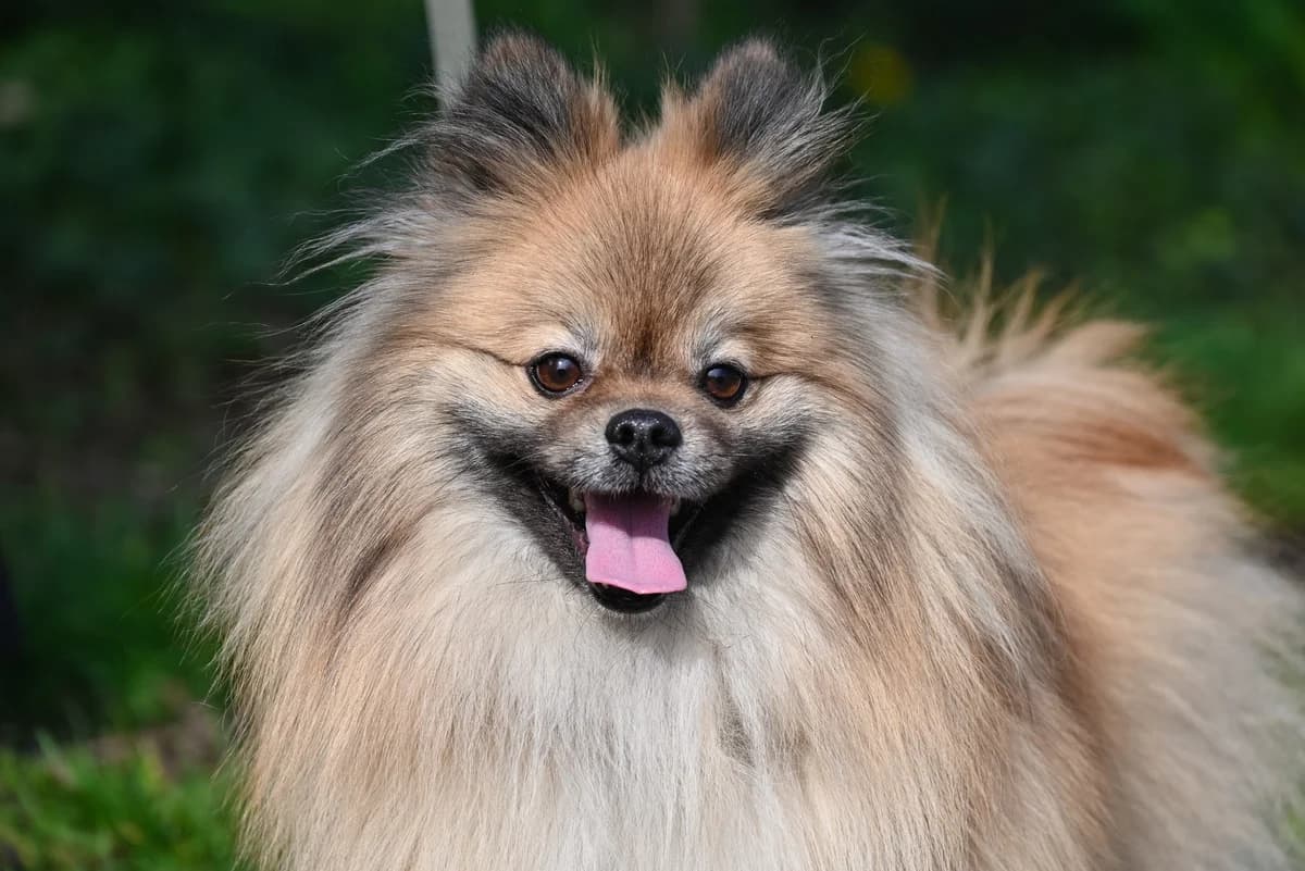 Ollie, male Keeshond for adoption at Dierenbescherming Mechelen, Mechelen