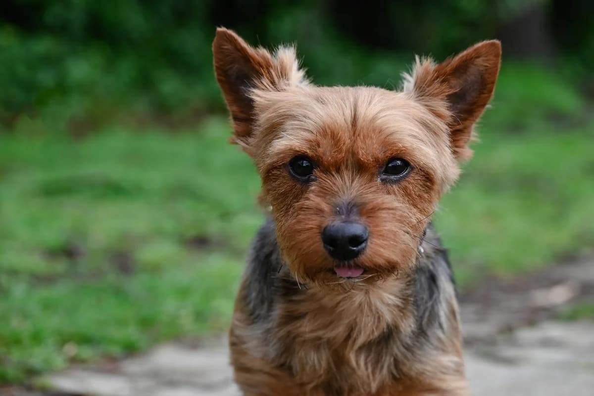 Lili, female Yorkshire Terrier for adoption at Dierenbescherming Mechelen, Mechelen