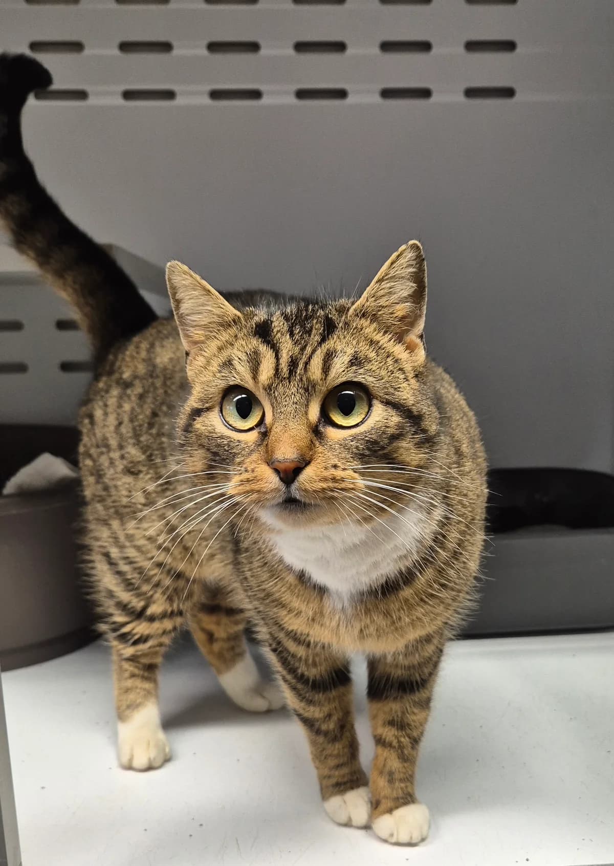 Lovely, female European Shorthair for adoption at Dierenbescherming Mechelen, Mechelen