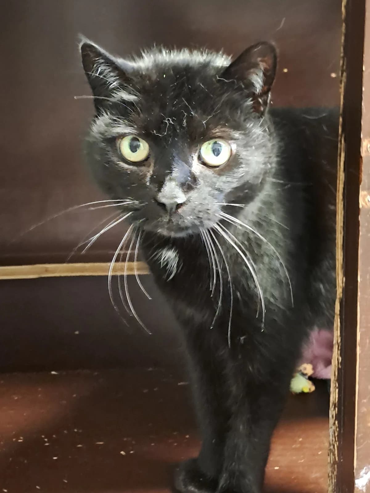 Jitske, female Mixed Breed Cat for adoption at Dierenbescherming Mechelen, Mechelen