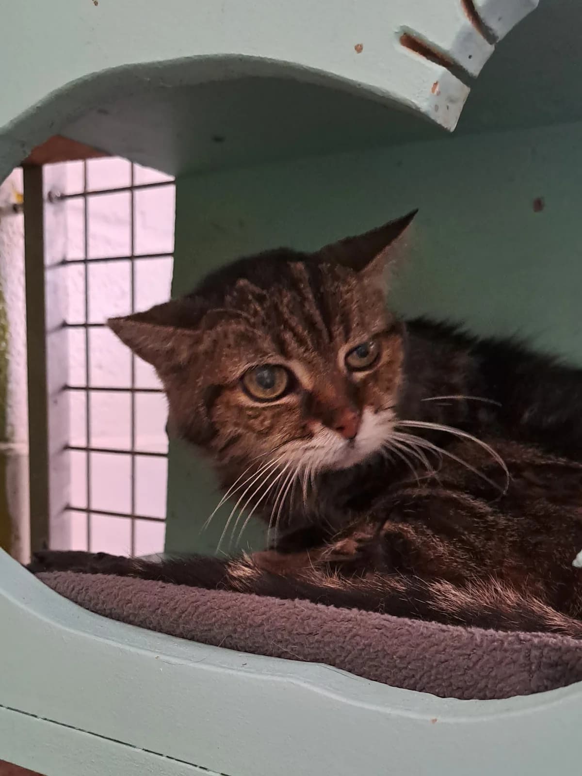 Bubbles, female European Shorthair for adoption at Dierenbescherming Mechelen, Mechelen