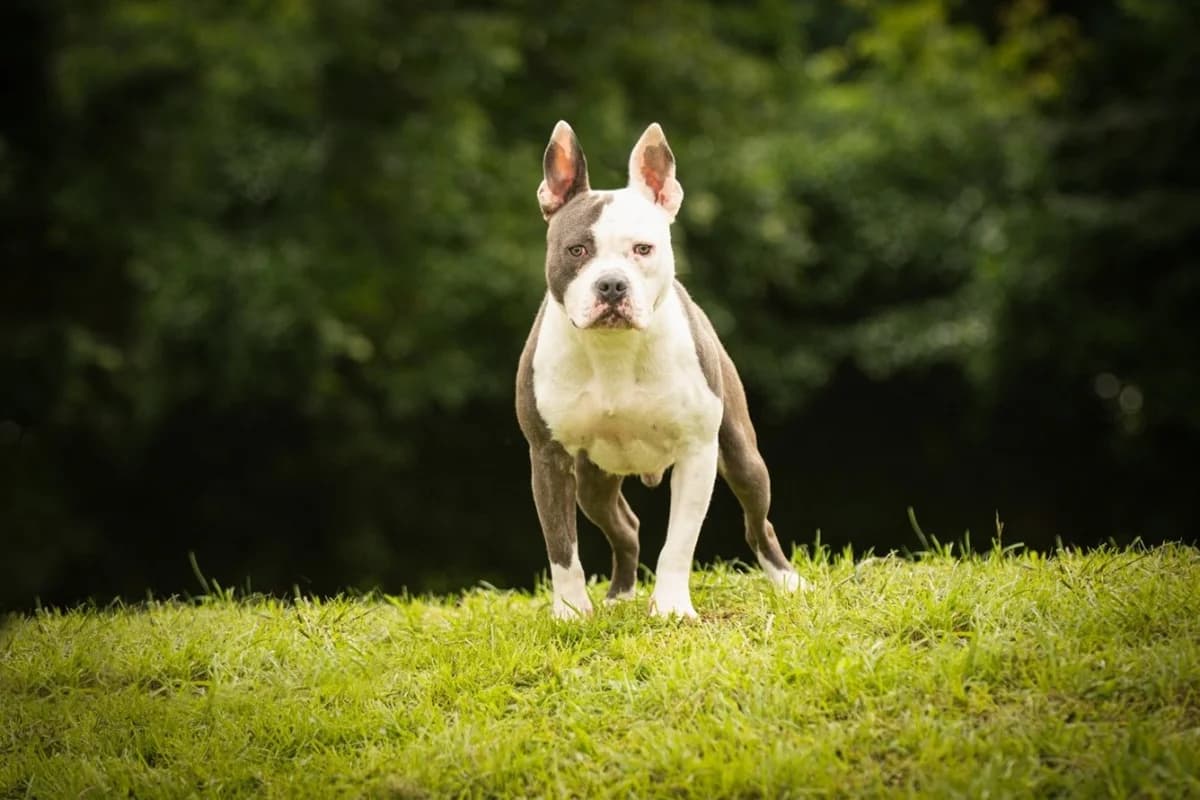 Bugs, male Staffordshire Bull Terrier for adoption at Dierenbescherming Mechelen, Mechelen