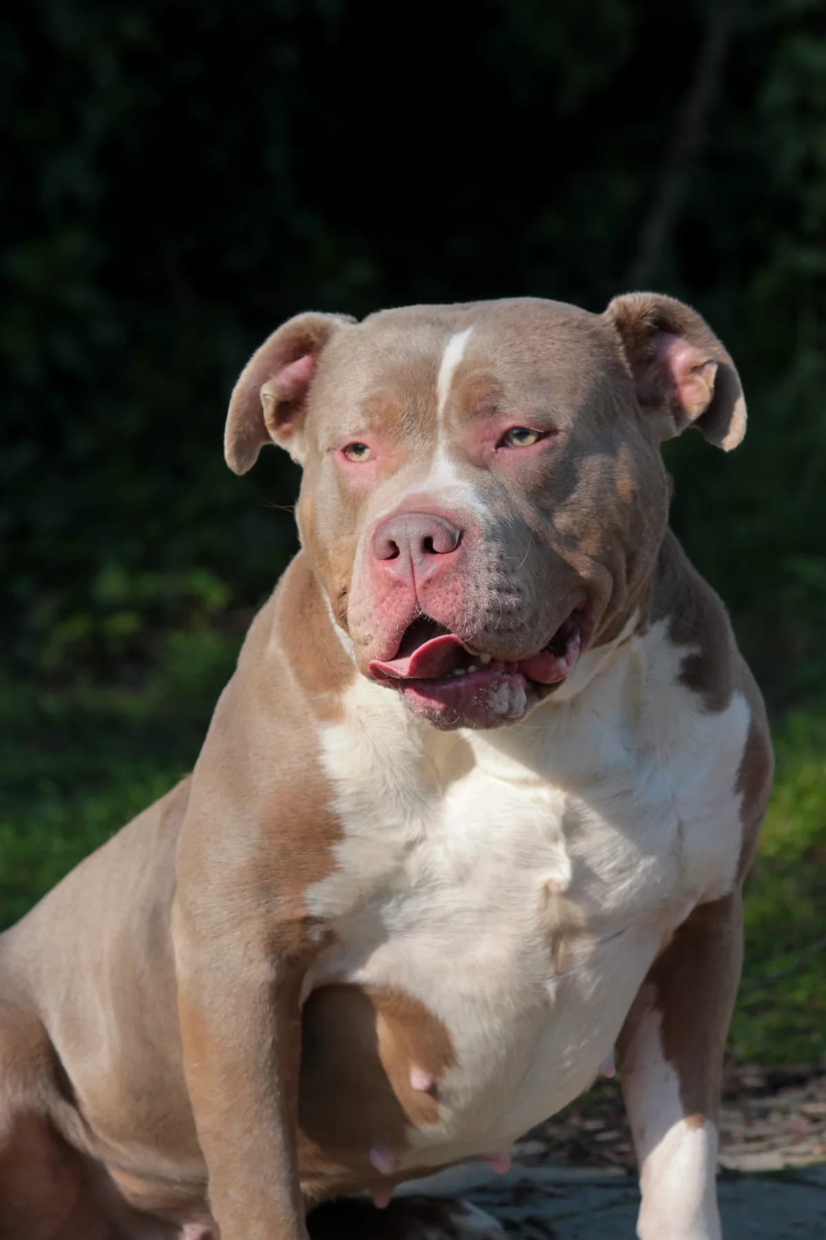 Lila, female 3yo American Bully for adoption at Dierenbescherming Mechelen, Mechelen