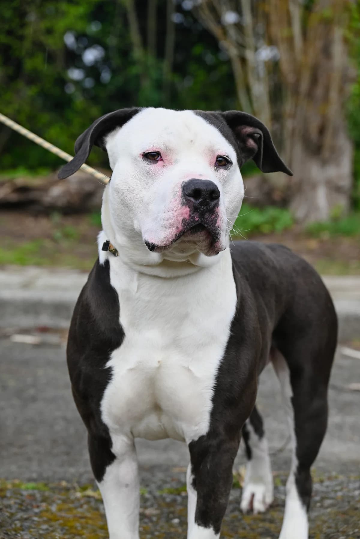 Mayco, male young American Bully for adoption at Dierenbescherming Mechelen, Mechelen