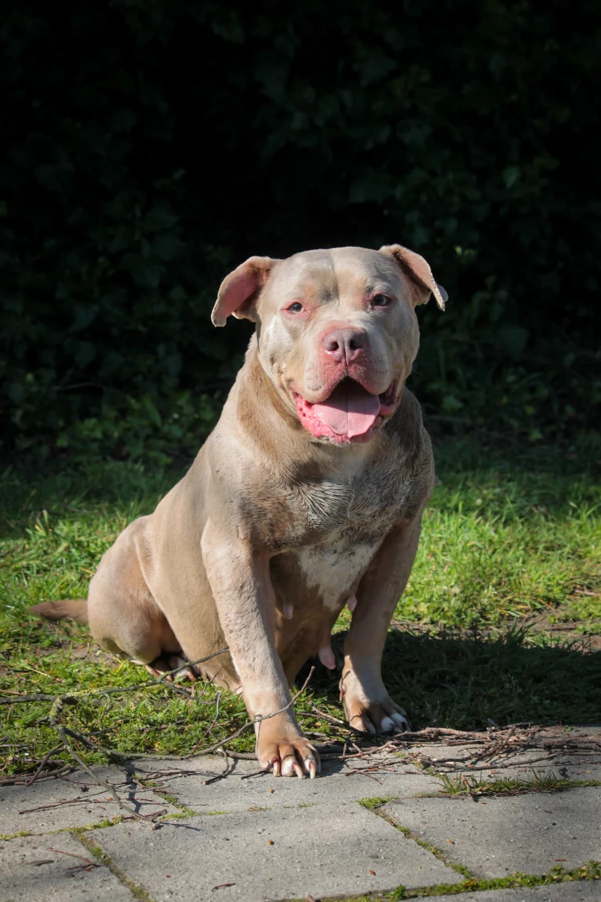 Tiggy, female 5yo American Bully for adoption at Dierenbescherming Mechelen, Mechelen
