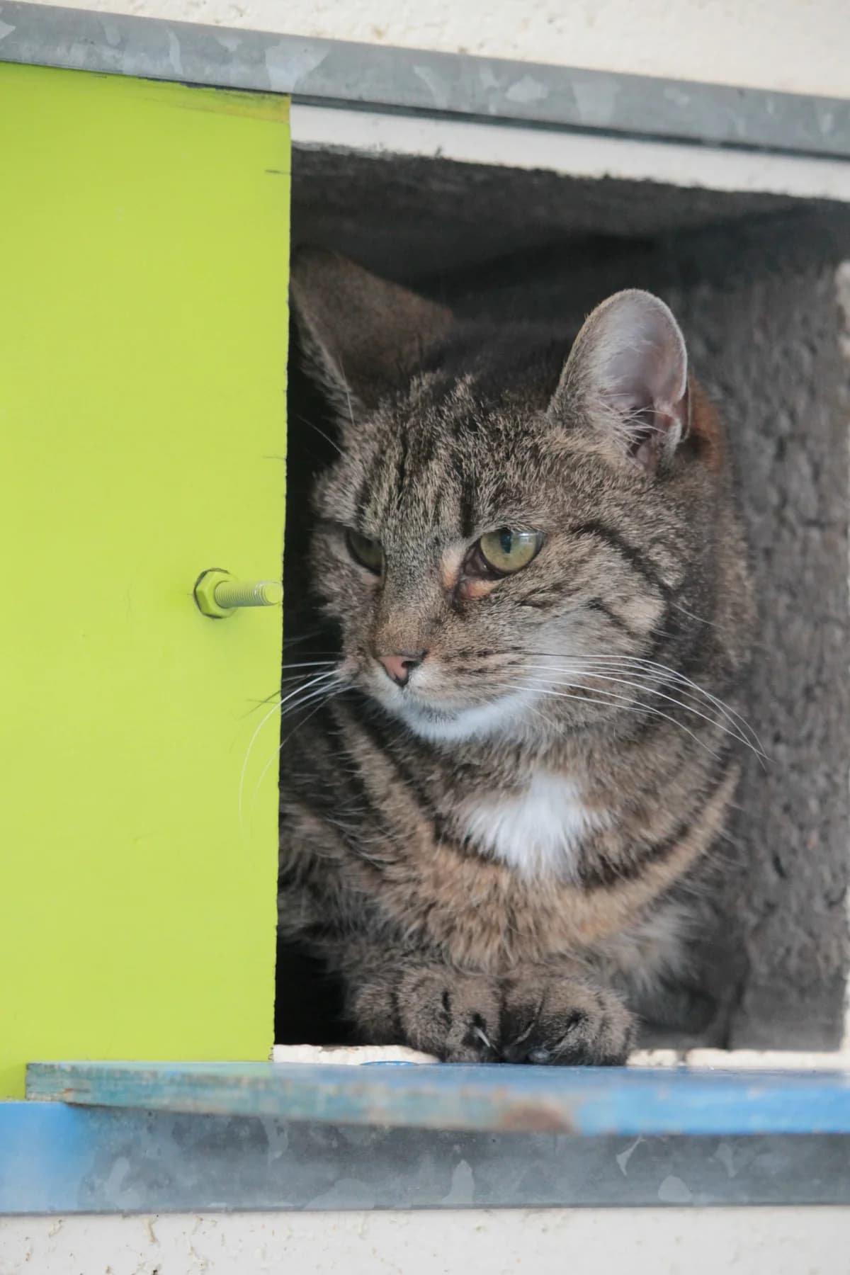 Molly, female senior European Shorthair for adoption at Dierenbescherming Mechelen, Mechelen