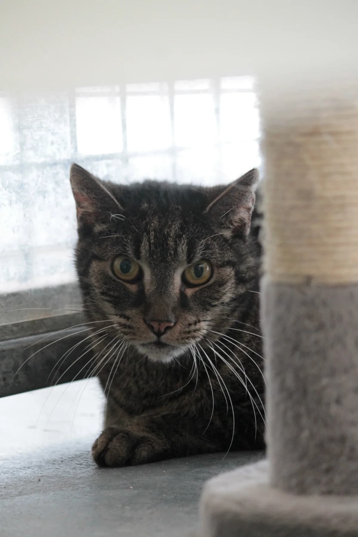 Romeo, male senior European Shorthair for adoption at Dierenbescherming Mechelen, Mechelen