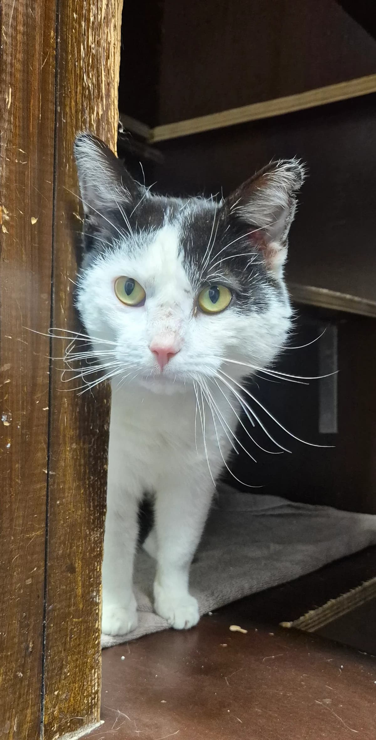 Stan, male 3yo European Shorthair for adoption at Dierenbescherming Mechelen, Mechelen