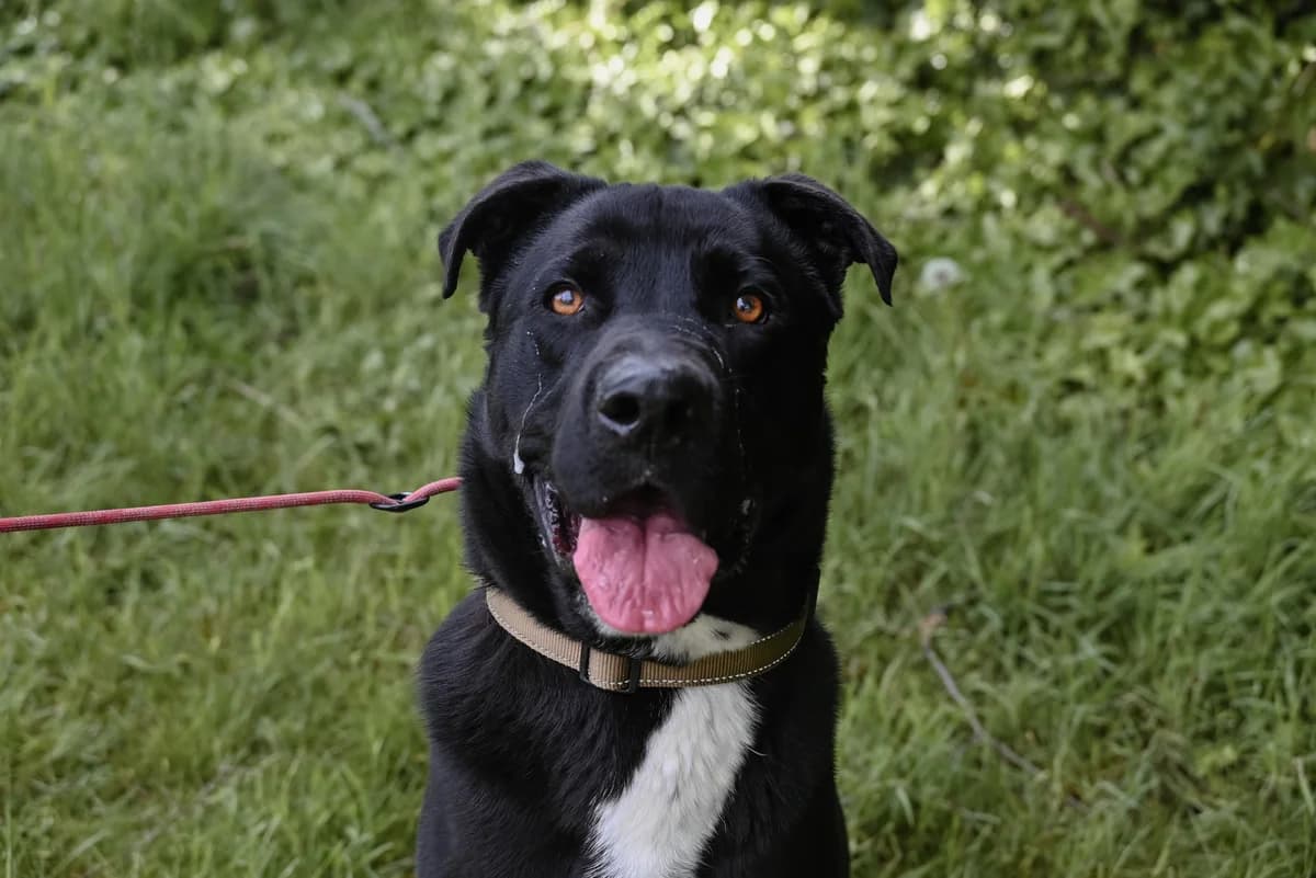 Saku, male Labrador Retriever for adoption at Dierenbescherming Mechelen, Mechelen