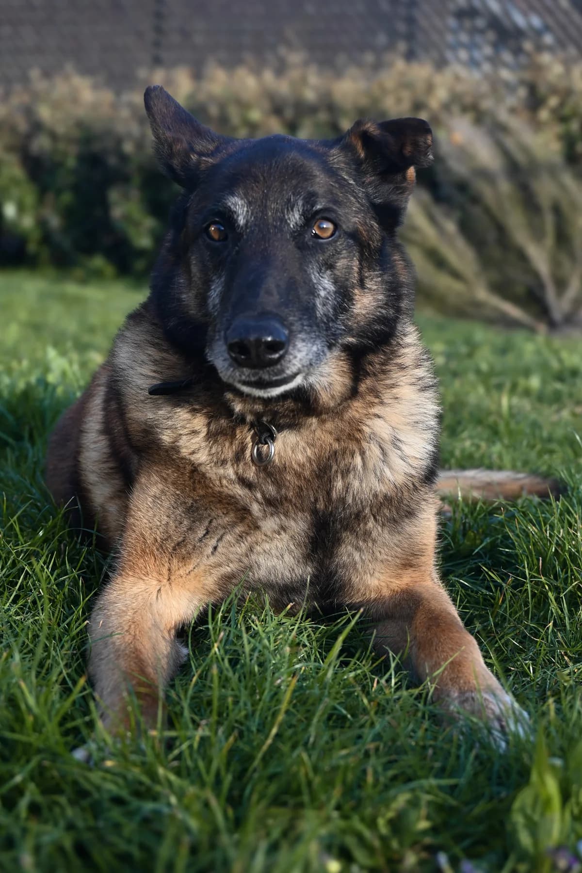 Suske, male senior mixed breed for adoption at Dierenbescherming Mechelen, Mechelen