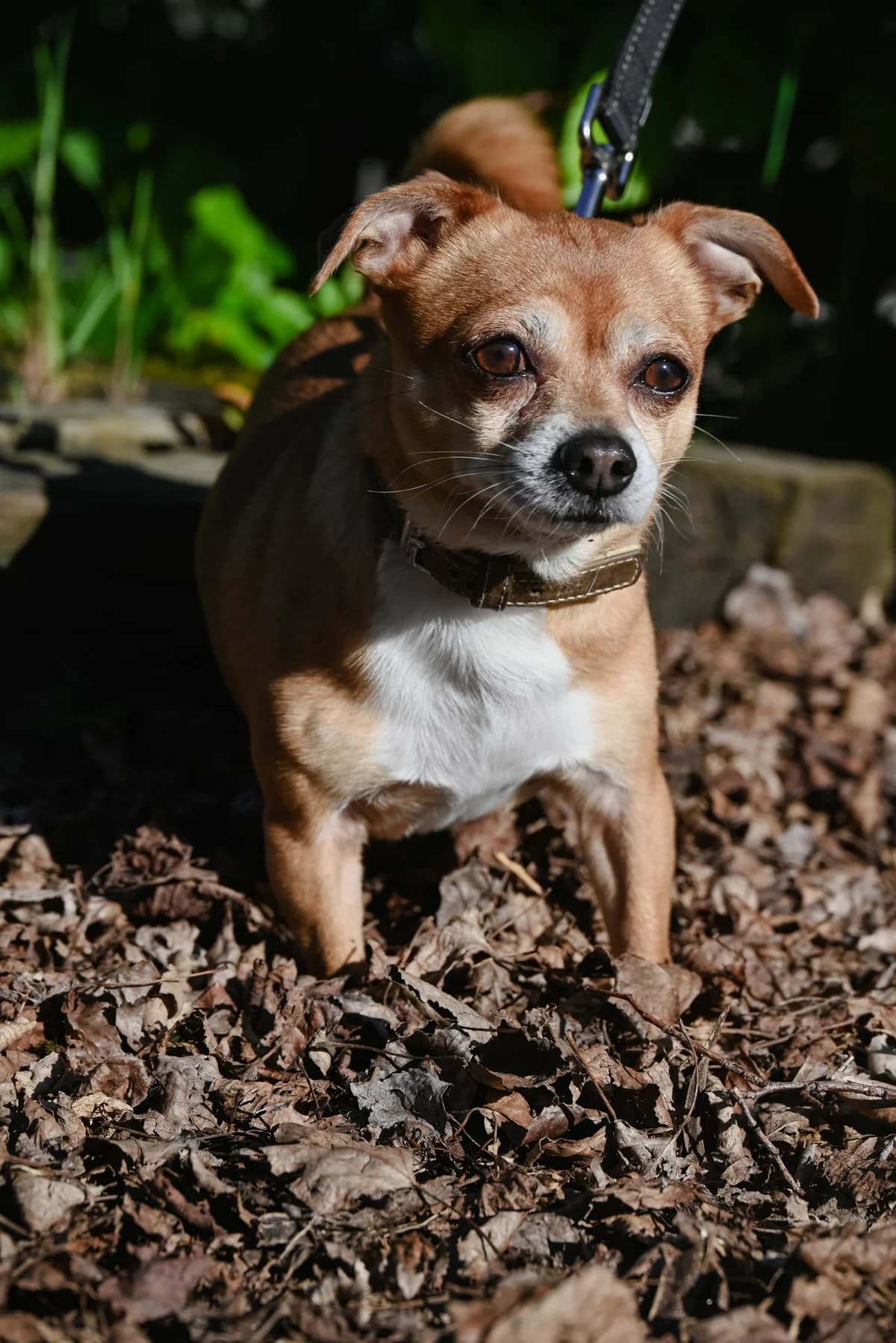 Caramel, male senior Chihuahua for adoption at Dierenbescherming Mechelen, Mechelen