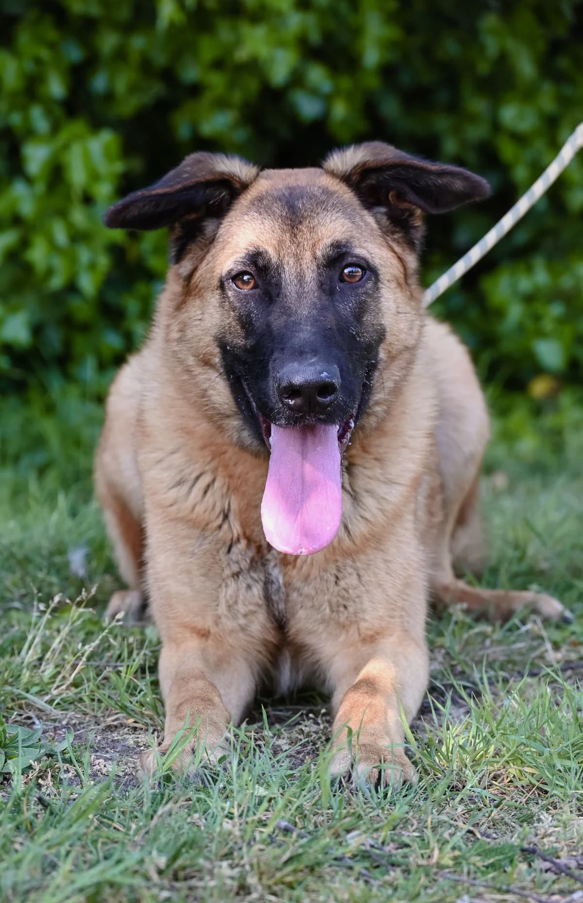 Roxy, female puppy mixed breed for adoption at Dierenbescherming Mechelen, Mechelen