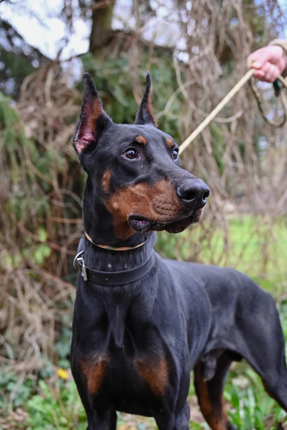 Rado, male young Doberman for adoption at Dierenbescherming Mechelen, Mechelen