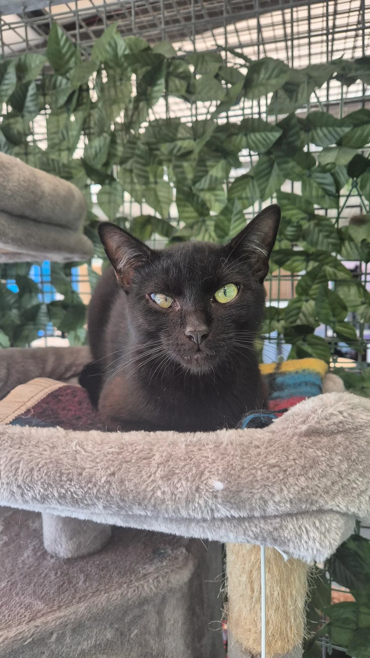 Mutske, male European Shorthair for adoption at Dierenbescherming Mechelen, Mechelen