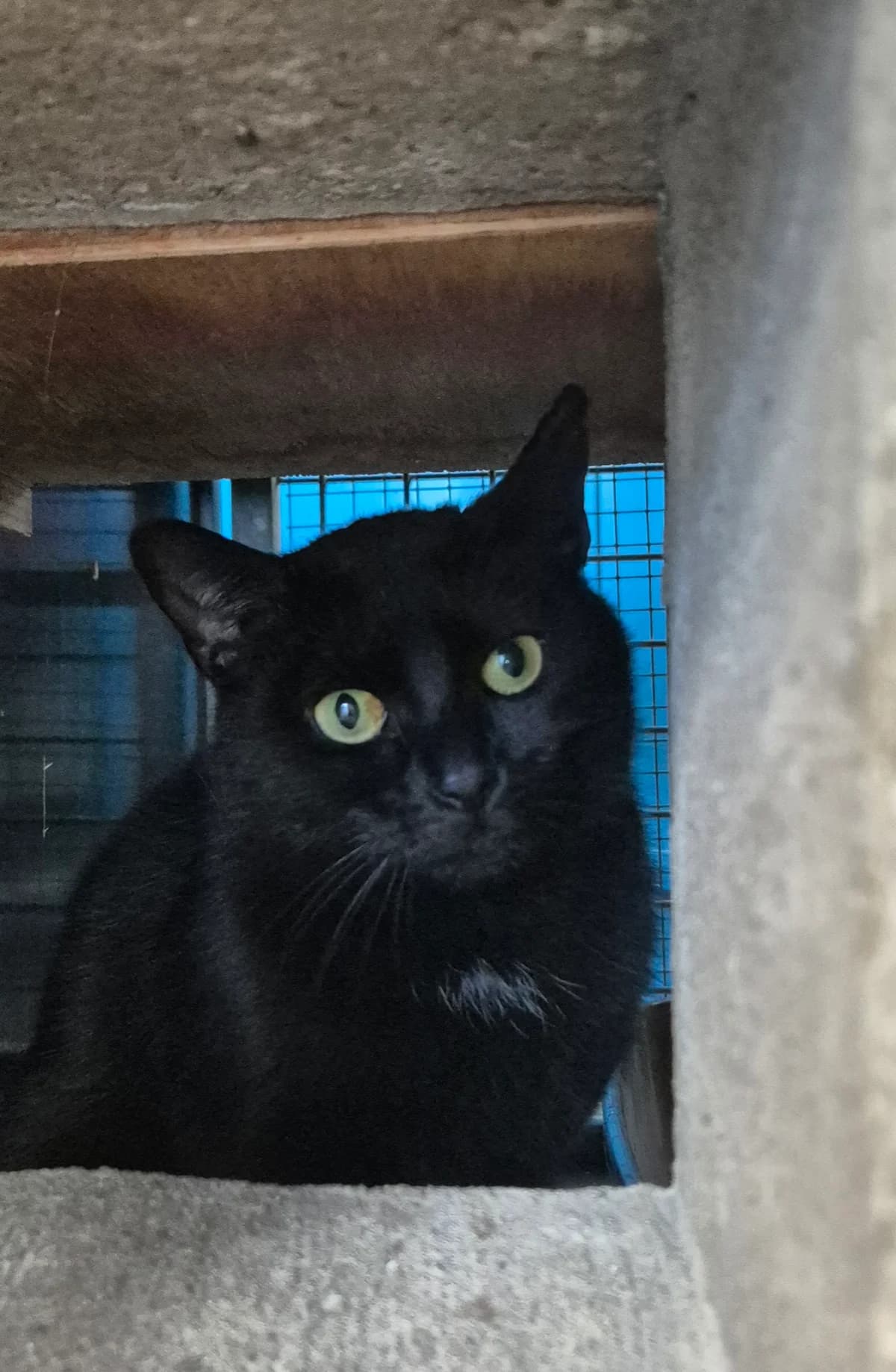 Loulou, female 4yo European Shorthair for adoption at Dierenbescherming Mechelen, Mechelen