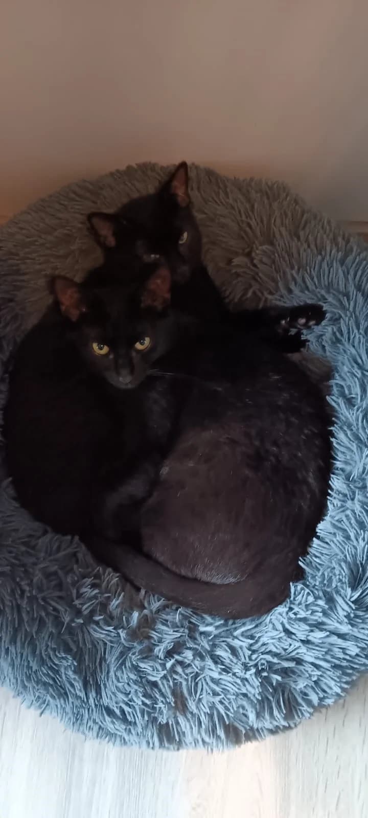 Milo, male European Shorthair for adoption at Dierenbescherming Mechelen, Mechelen