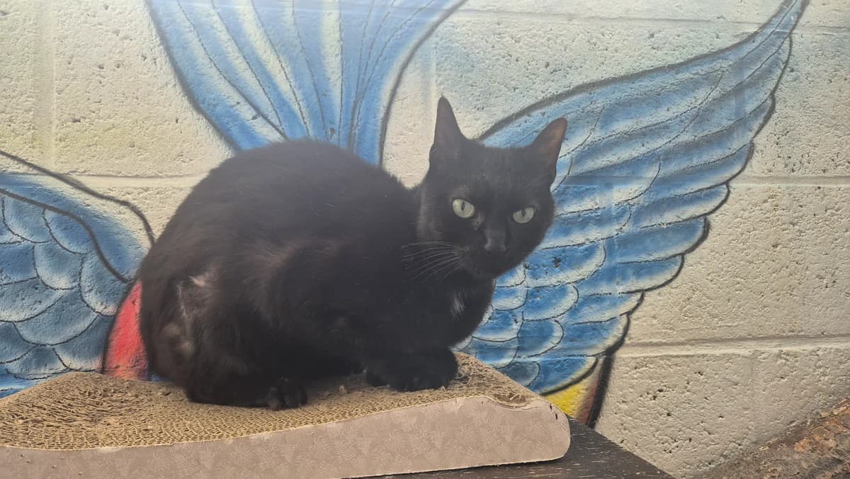AndrΓ©, male 7yo European Shorthair for adoption at Dierenbescherming Mechelen, Mechelen