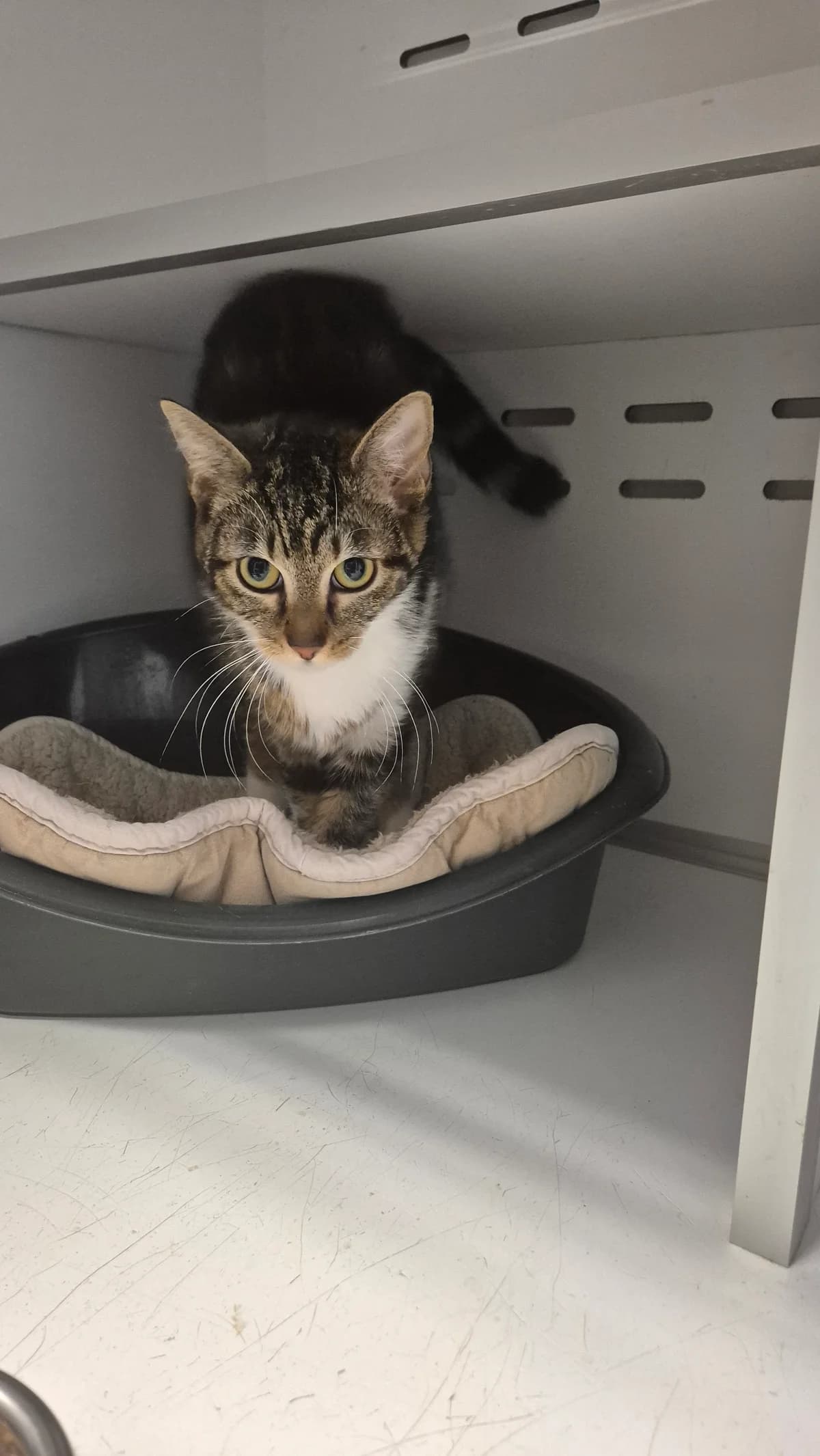 Balim, female young Mixed Breed Cat for adoption at Dierenbescherming Mechelen, Mechelen