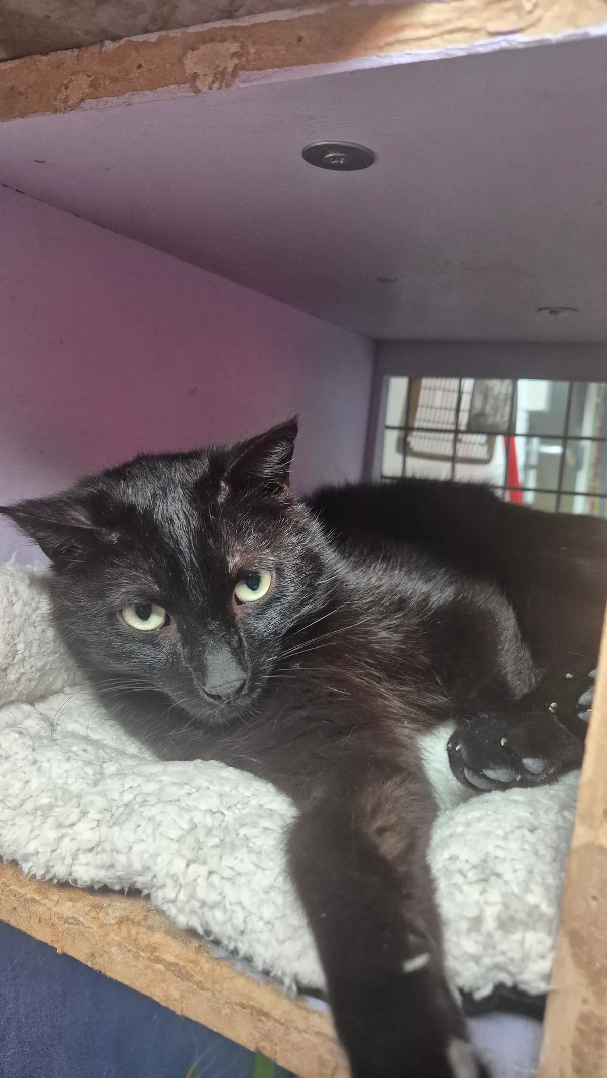 Simon, male 3yo European Shorthair for adoption at Dierenbescherming Mechelen, Mechelen