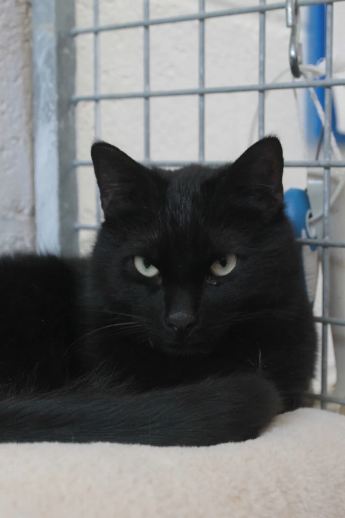 Hermann, male 3yo European Shorthair for adoption at Dierenbescherming Mechelen, Mechelen