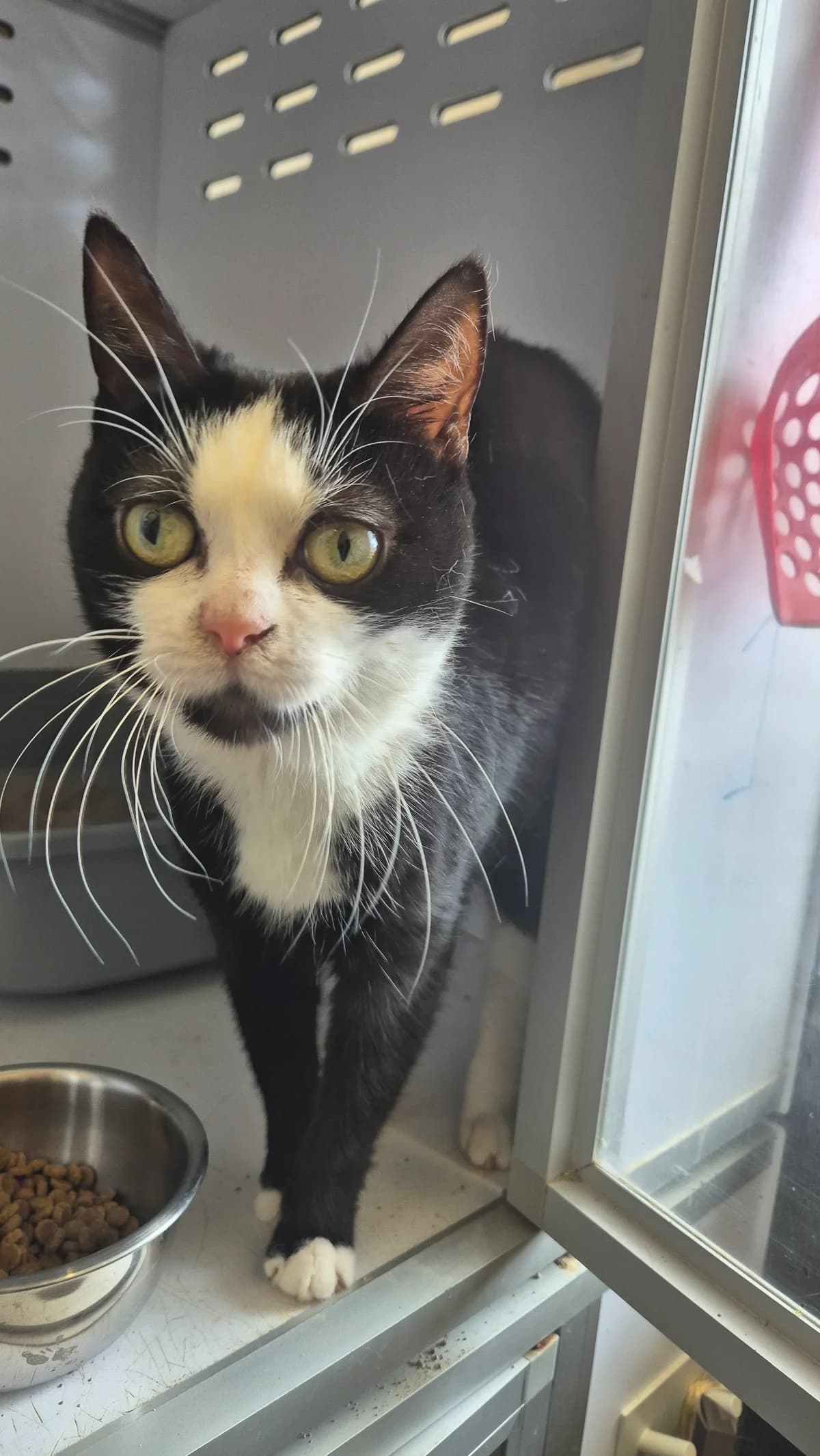 Pommelien, female young European Shorthair for adoption at Dierenbescherming Mechelen, Mechelen