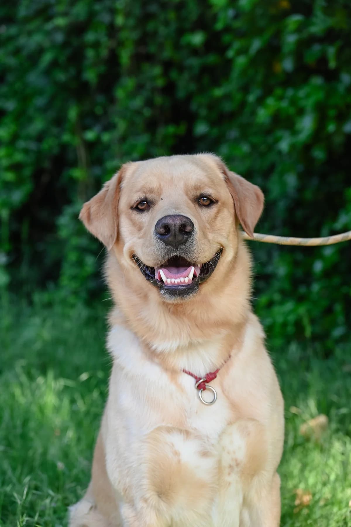 Max, male young Labrador Retriever for adoption at Dierenbescherming Mechelen, Mechelen