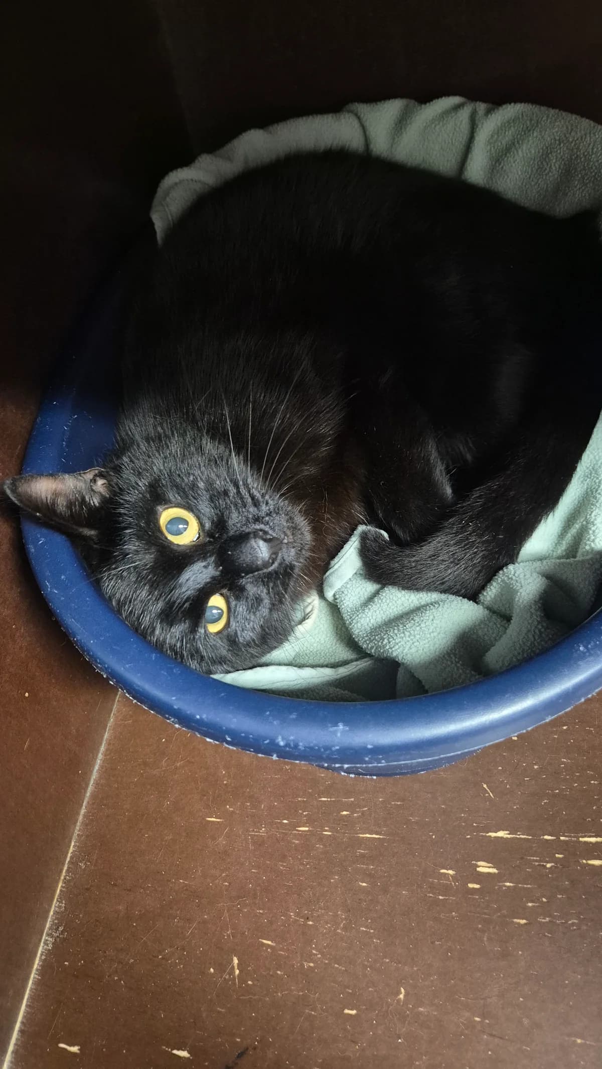 Azul, male young European Shorthair for adoption at Dierenbescherming Mechelen, Mechelen