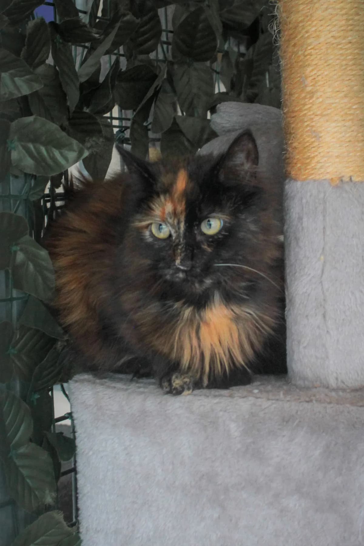 Geena Lisa, female 4yo Mixed Breed Cat for adoption at Dierenbescherming Mechelen, Mechelen