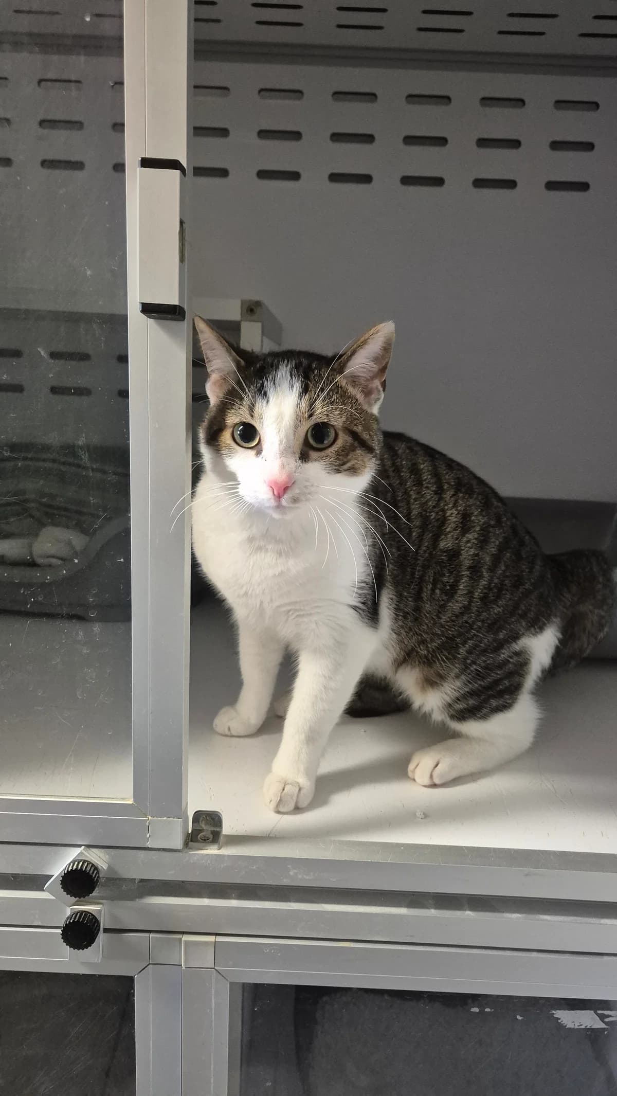 Ootje, male Mixed Breed Cat for adoption at Dierenbescherming Mechelen, Mechelen