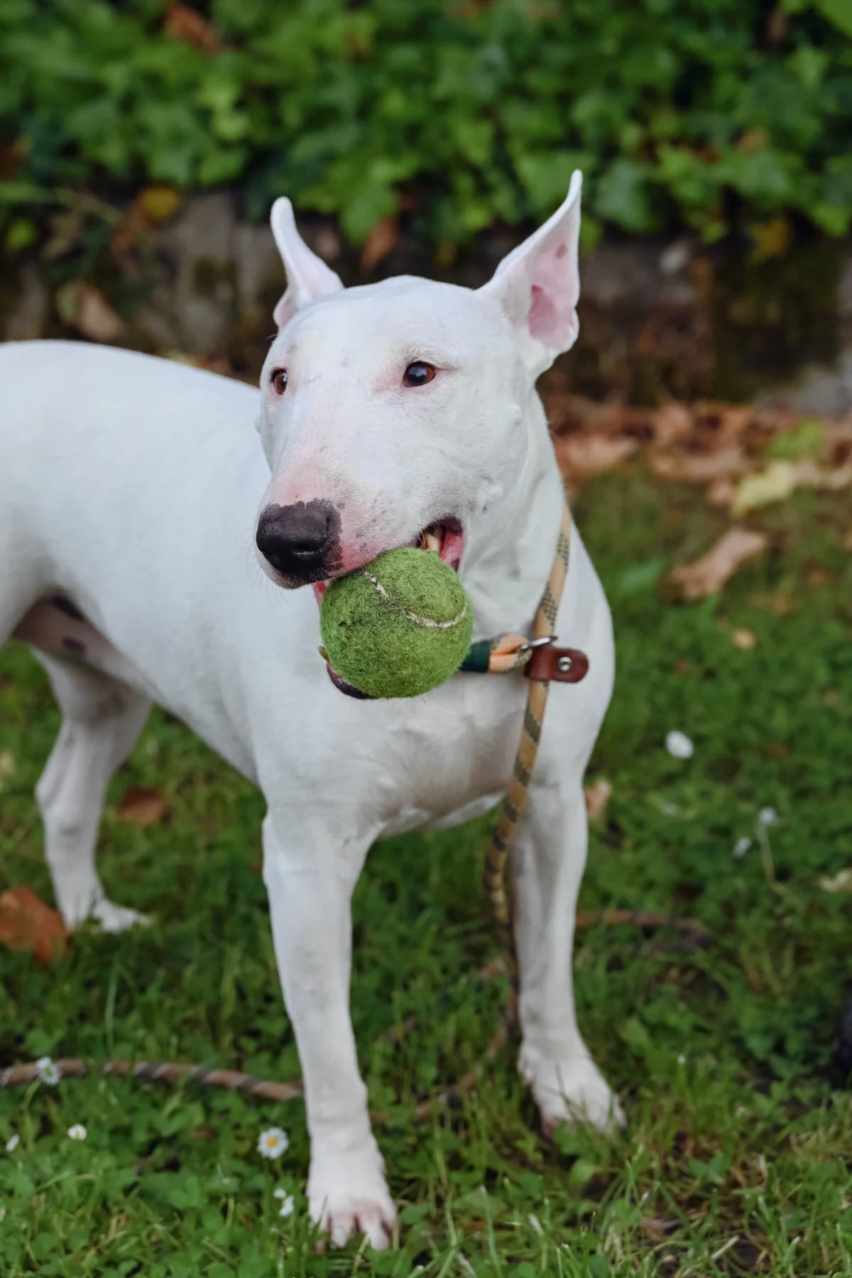 Bella, female senior Bull Terrier for adoption at Dierenbescherming Mechelen, Mechelen