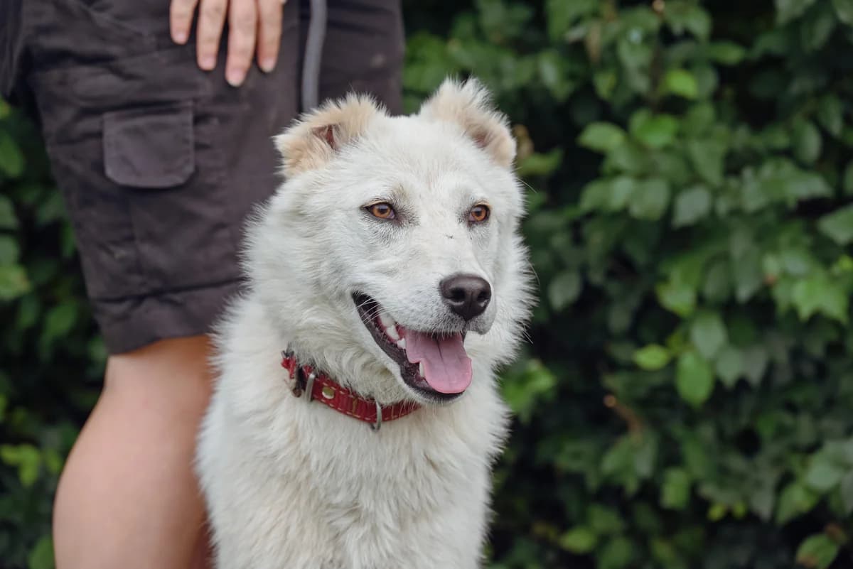 Beertje, female mixed breed for adoption at Dierenbescherming Mechelen, Mechelen