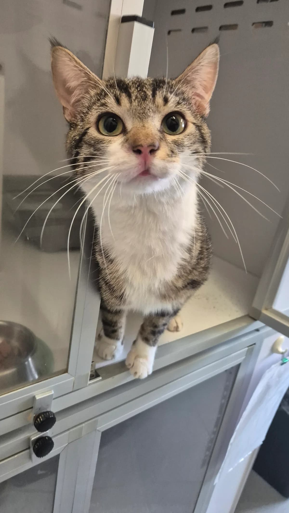 Raf, male young European Shorthair for adoption at Dierenbescherming Mechelen, Mechelen
