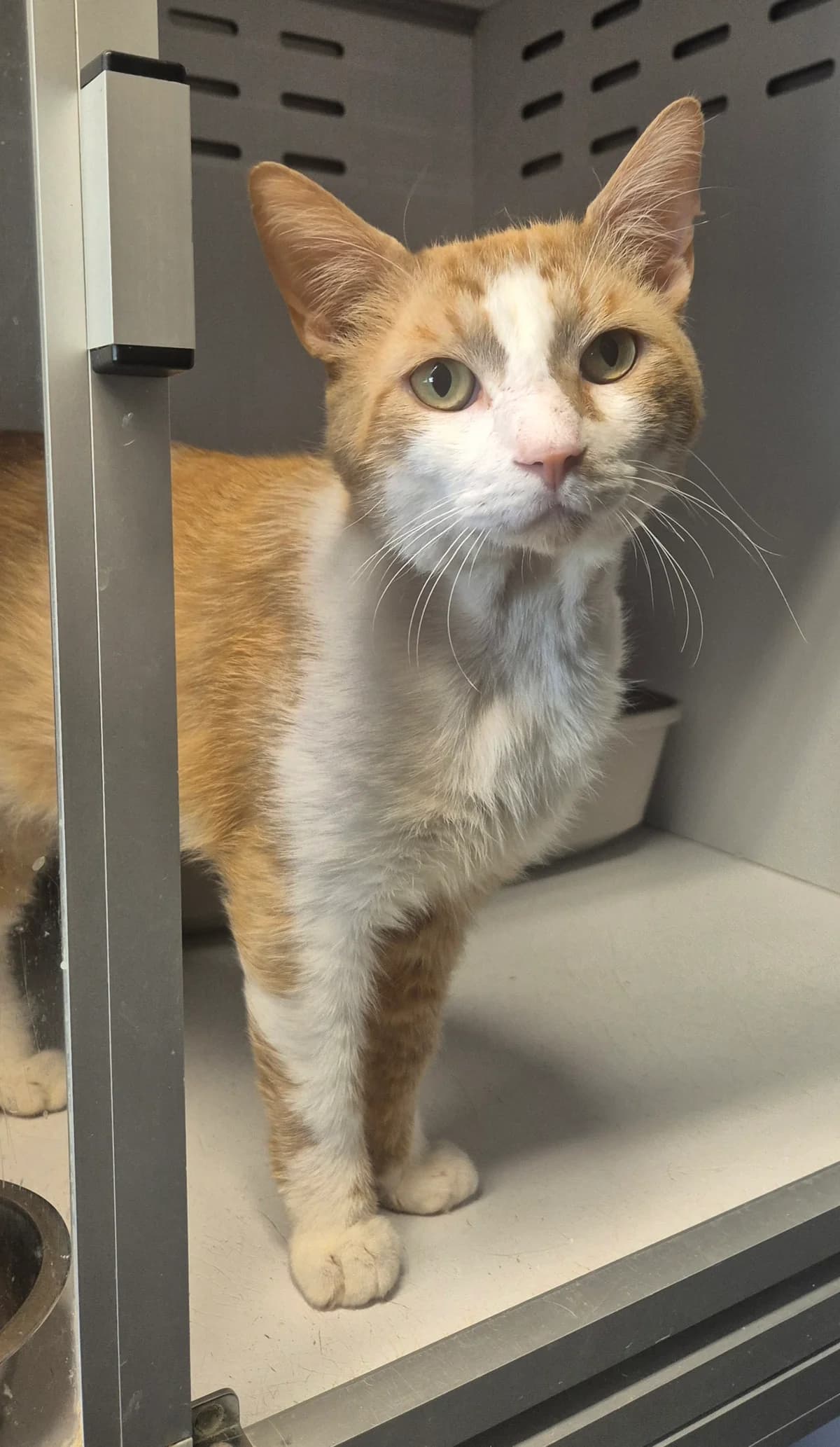 Adhemar, getekend male 5yo Mixed Breed Cat for adoption at Dierenbescherming Mechelen, Mechelen