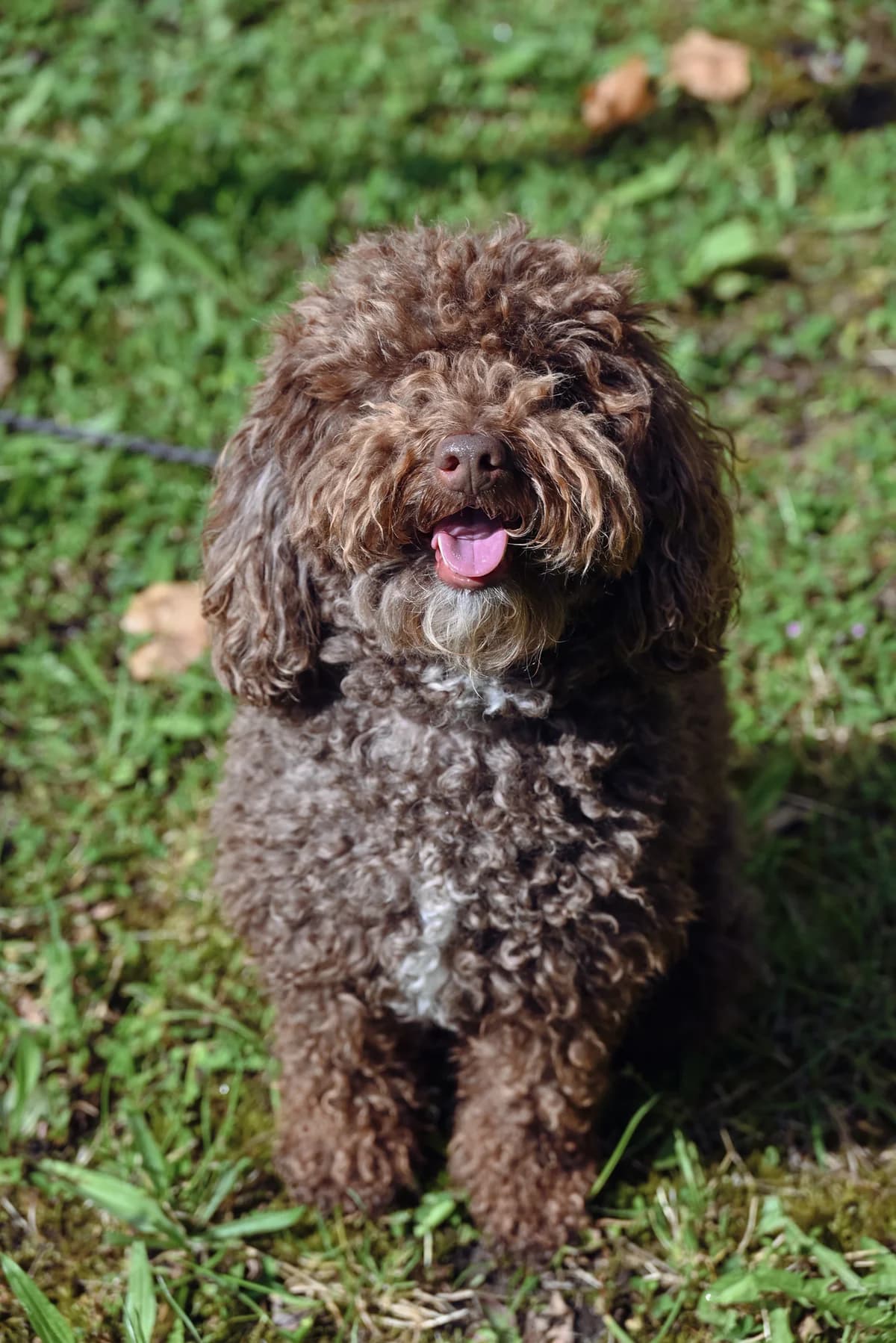 Bowie, male 4yo mixed breed for adoption at Dierenbescherming Mechelen, Mechelen