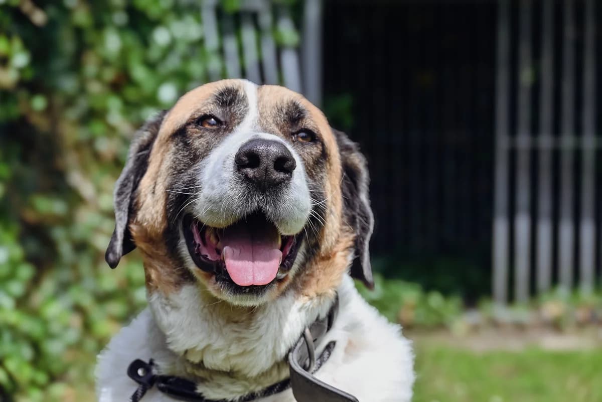 Portos, male senior mixed breed for adoption at Dierenbescherming Mechelen, Mechelen