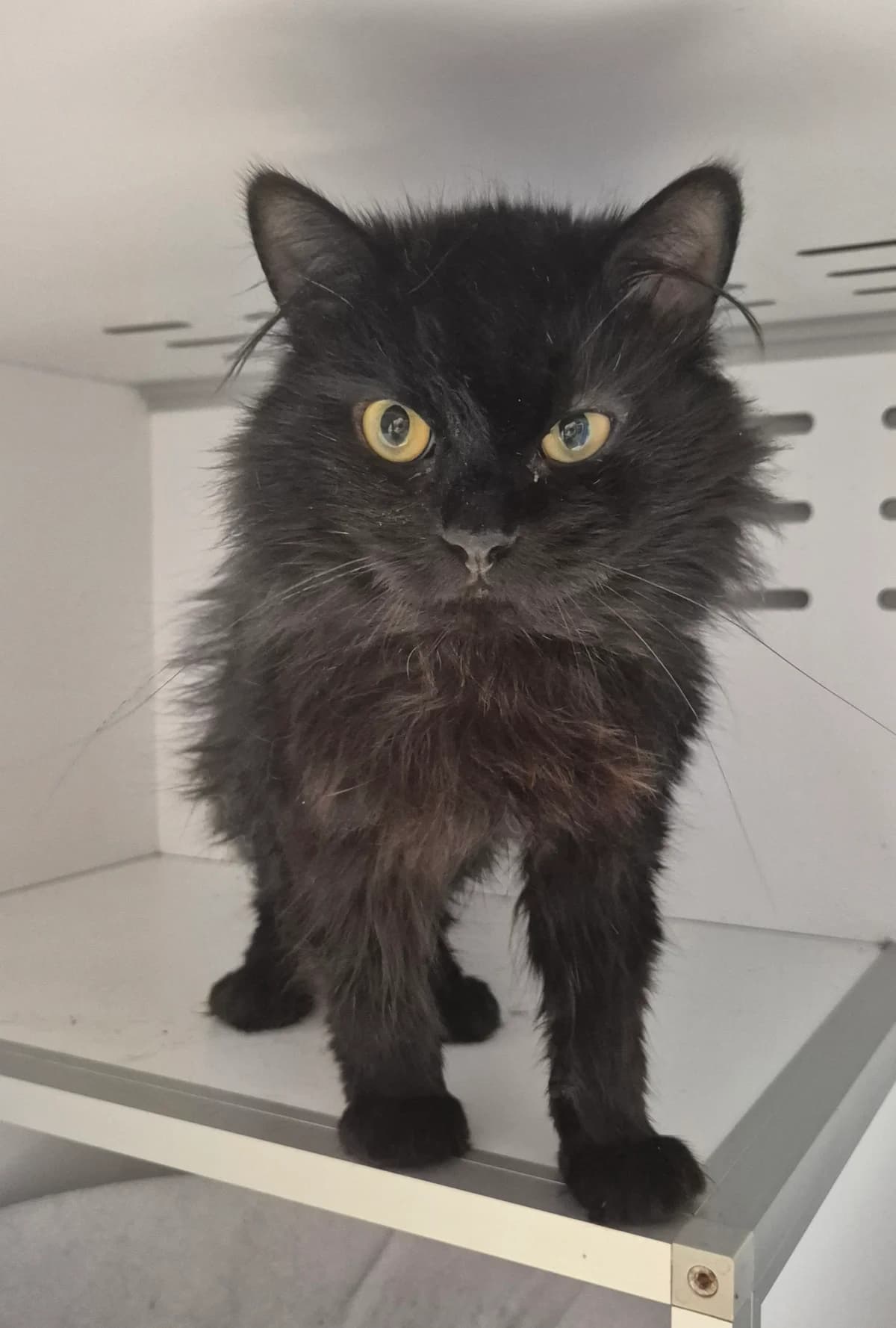 Jommeke, male 3yo European Shorthair for adoption at Dierenbescherming Mechelen, Mechelen