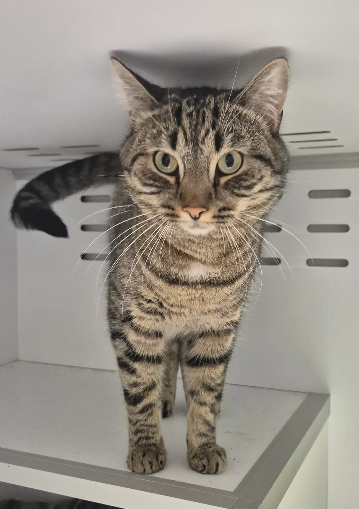 Alex, male young European Shorthair for adoption at Dierenbescherming Mechelen, Mechelen